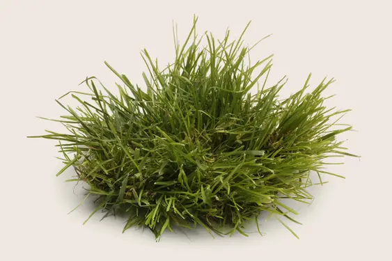 Grass