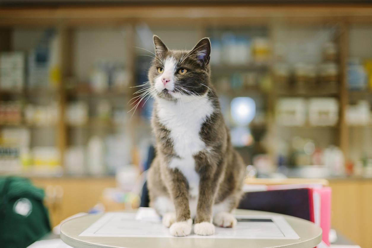 The practice cat sits on a table in the reception area in a Veterinary Hospital.