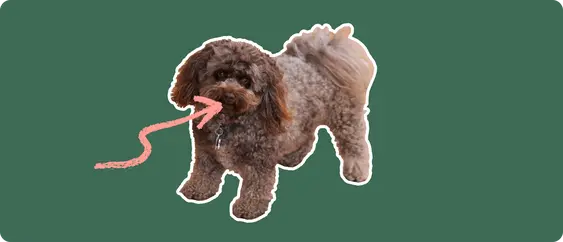 A curly brown Pomapoo dog cut out with a white outline, with a pink arrow pointing to it's mouth, on a solid green background