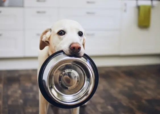labrador retriever holds empty stainless steel dog bowl in its mouth