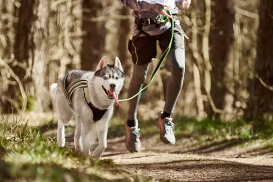 husky dog on a run with their owner in a shaded forest