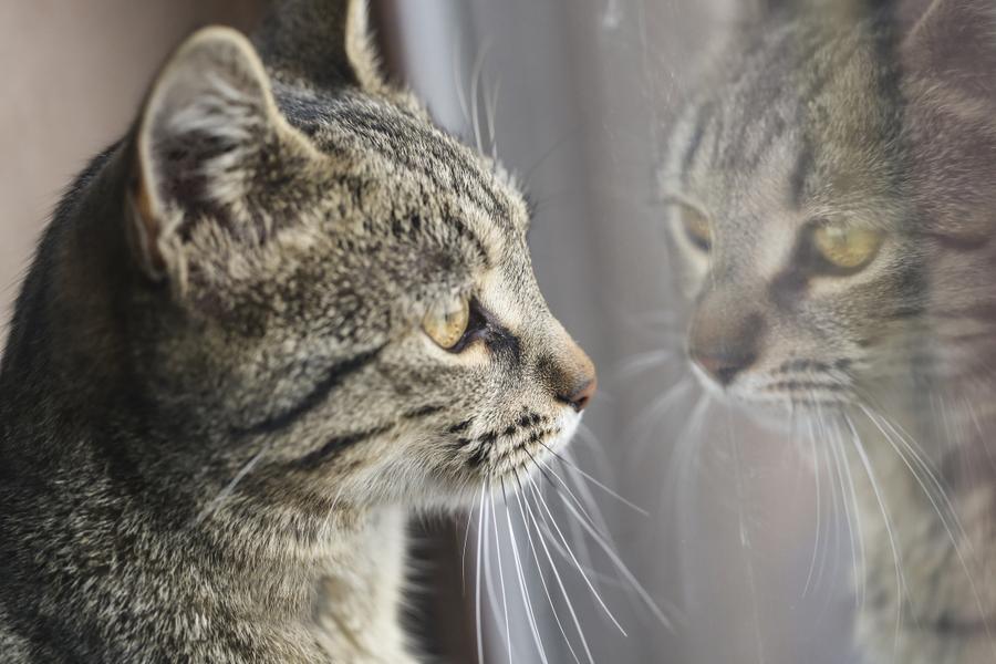 A cat staring out of the window, their reflection can be seen in the glass