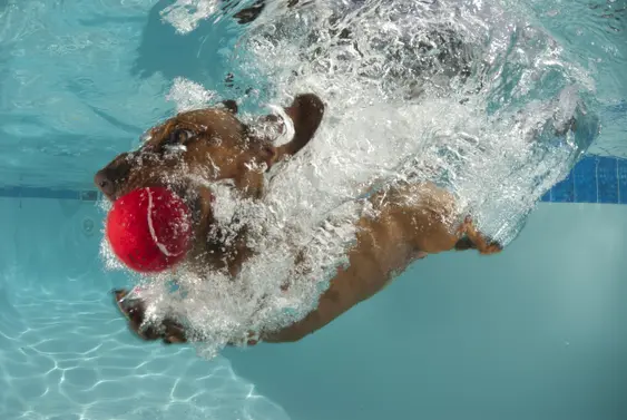 Dachshund diving into pool with red ball