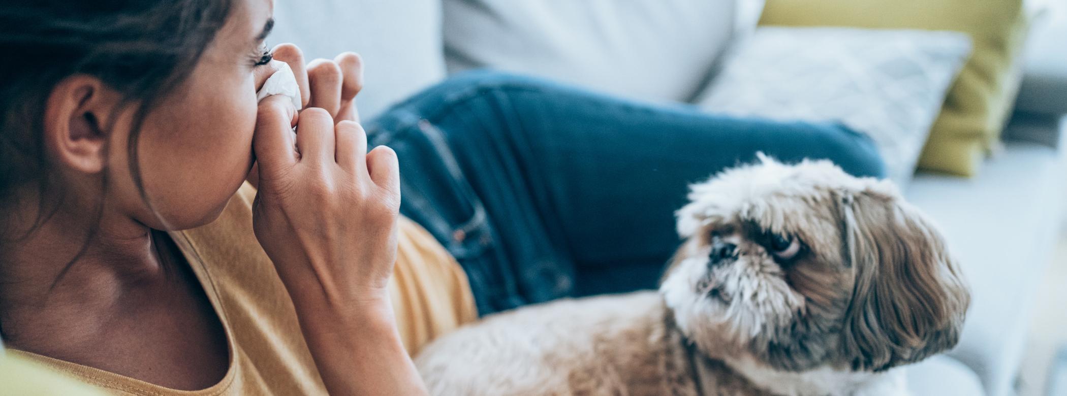 A brown-and-white Shih Tzu looks at their human pet parent as they sneeze