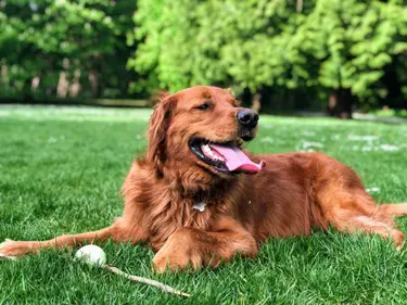Dog lying in field