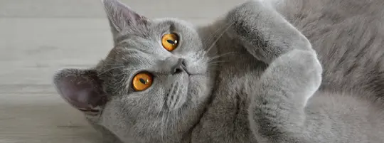 Cat laying on the floor