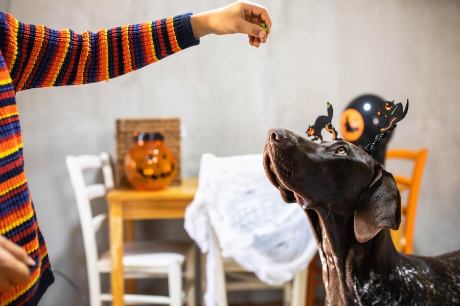 A beautiful dog is waiting for his Halloween treat which is in the hand of a boy