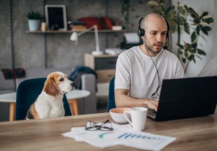 A dog in an office