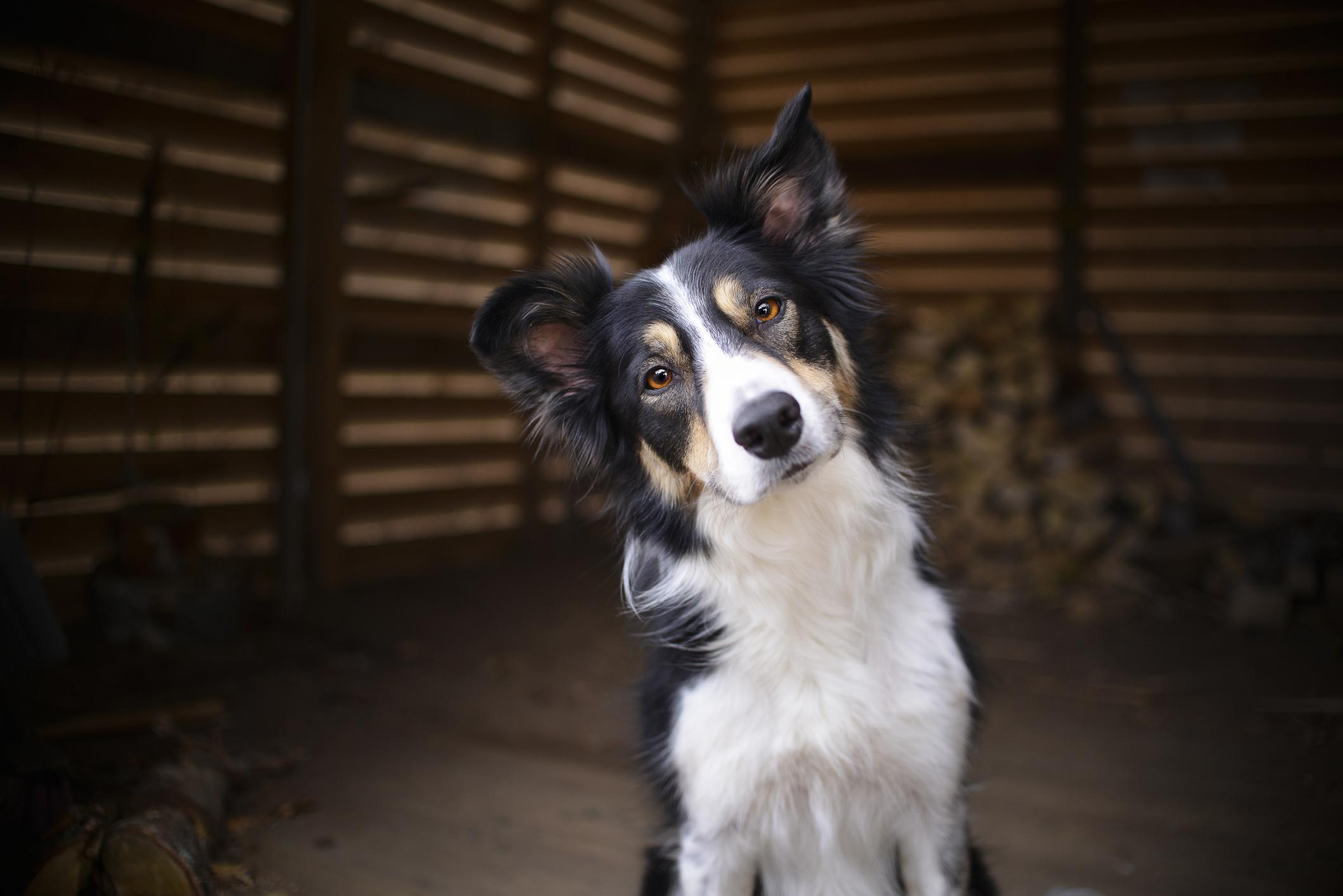 Image of a Border Collie tilting its head