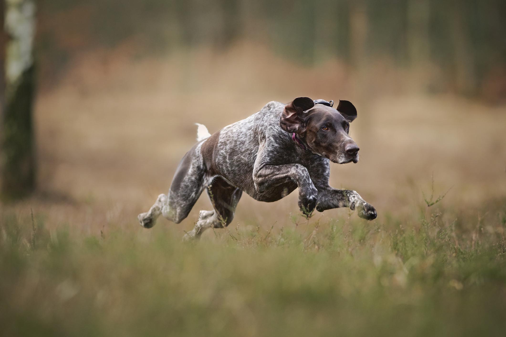 German short-haired pointer running across a field