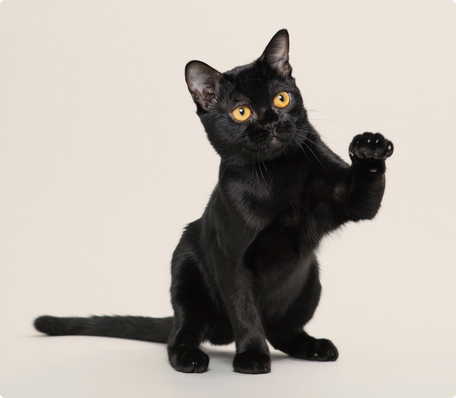 Bombay cat with orange eyes lifting one paw in the air, on a beige background