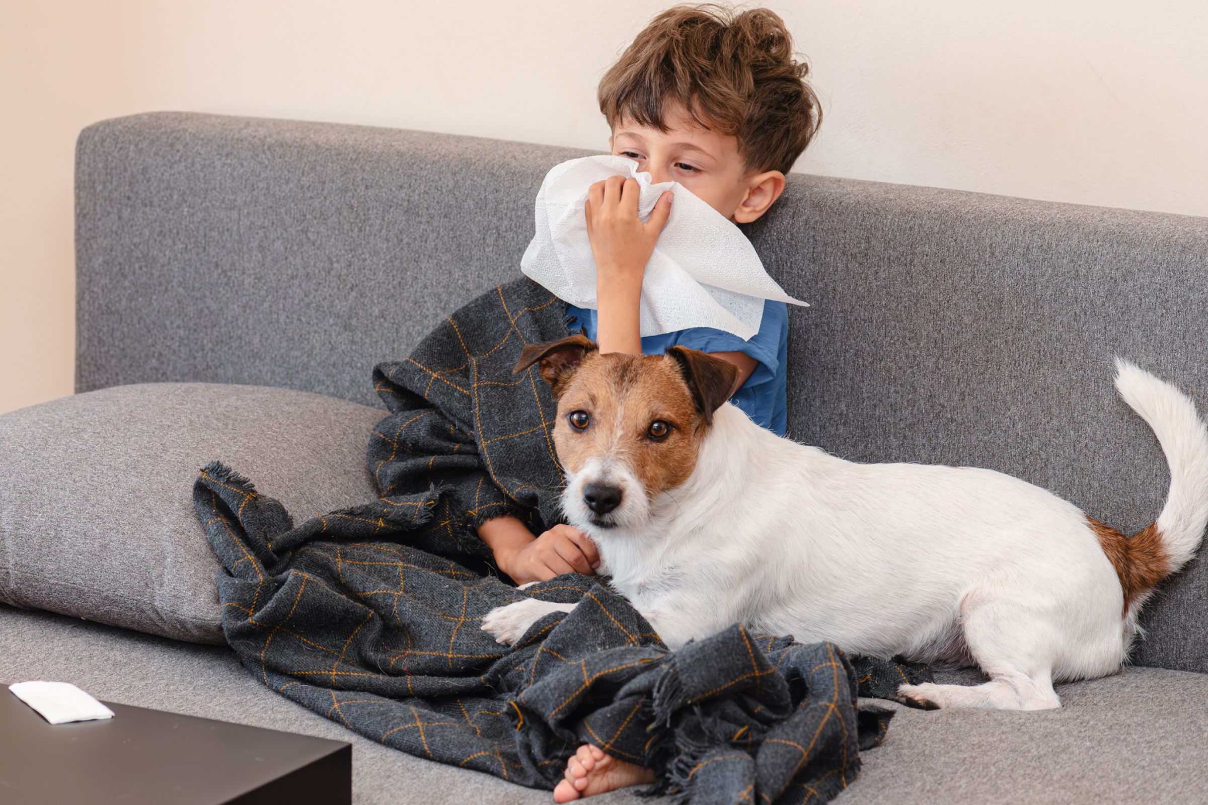 A young boy sitting on a grey couch blowing his nose, with a Jack Russell dog laying in his lap