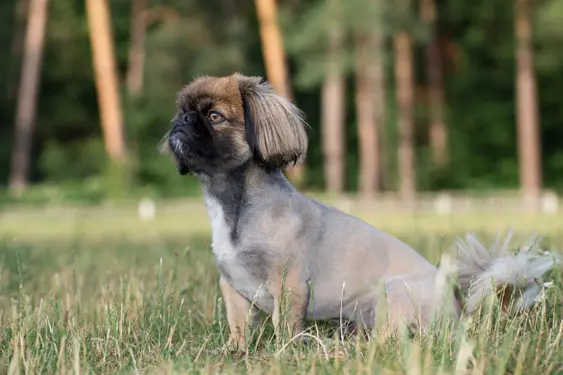 shaved pekingese dog sits on grass outside