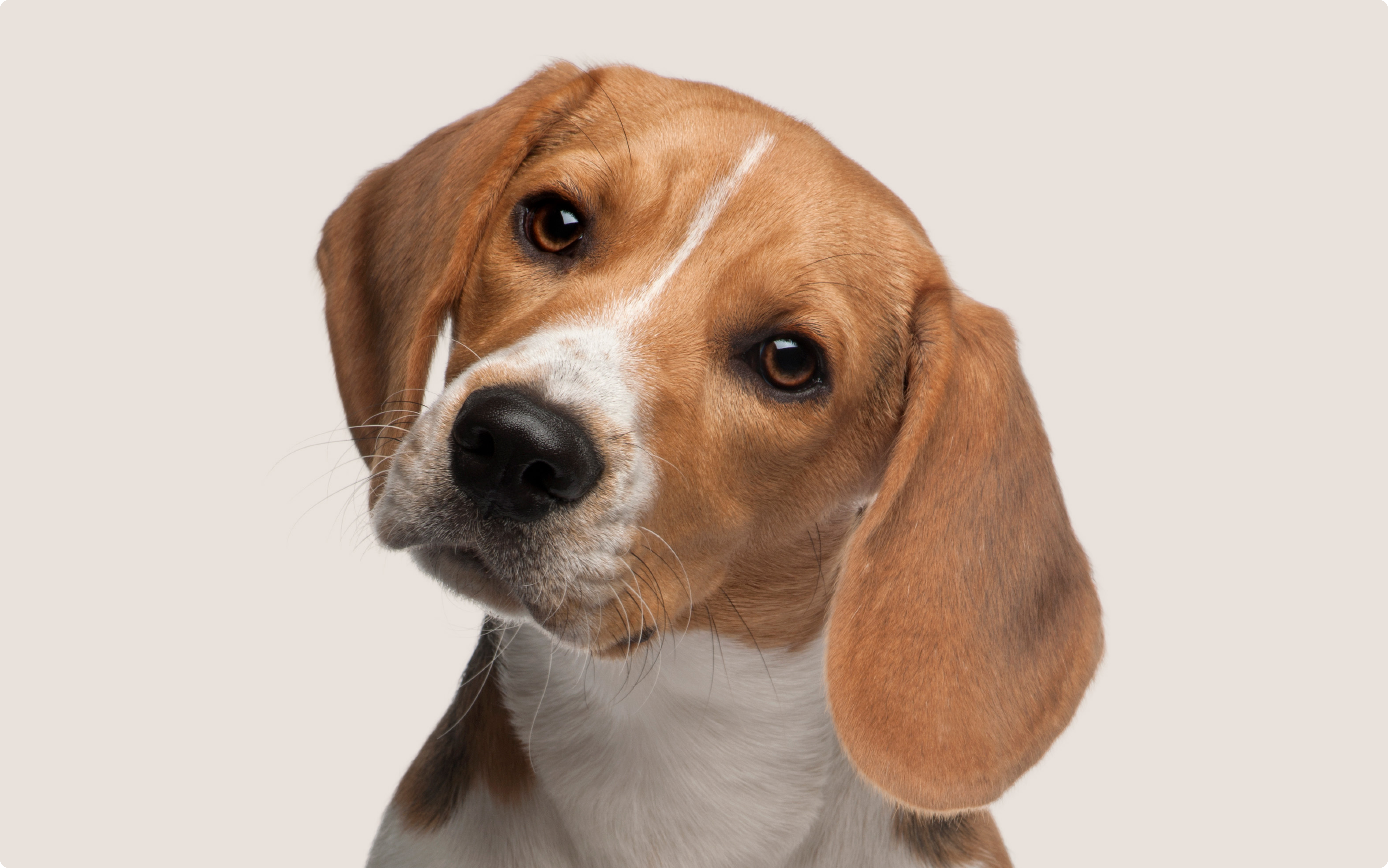 A close-up of a Beagle with a tan, white, and black coat, tilting its head to the side and looking directly at the camera against a light beige background.
