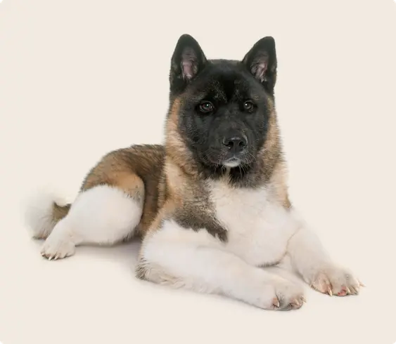 A brown and white Akita dog laying down on a beige background