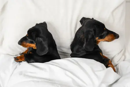 Two black and tan dachshunds lie in a bed facing away from each other