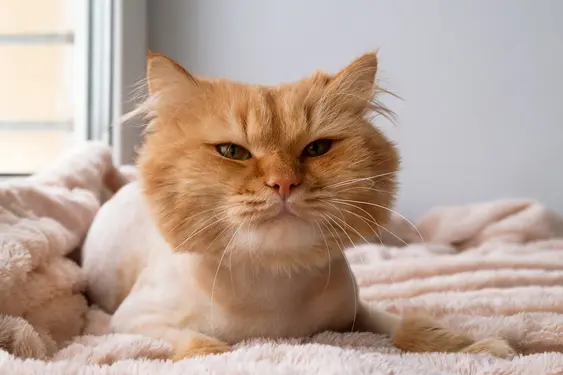 On orange cat with a shaved body laying on a pink blanket