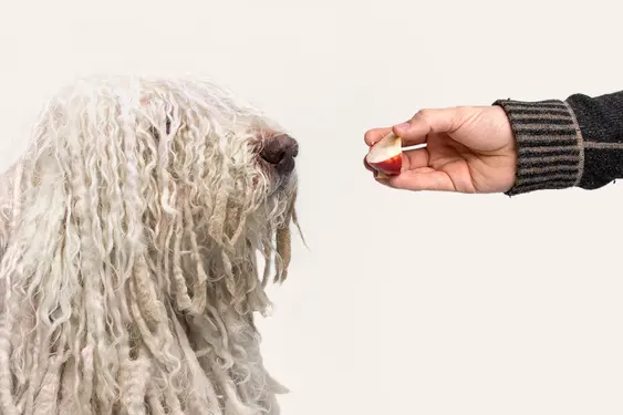 Dog being fed an apple