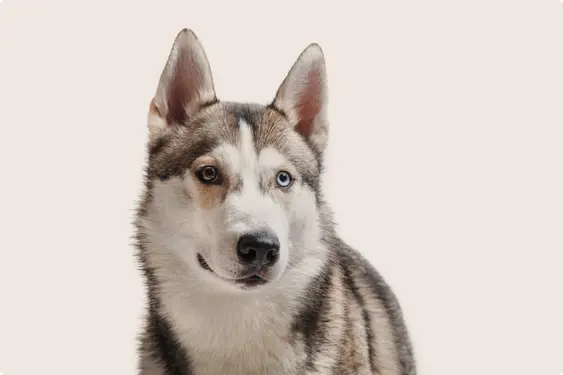 Close-up of a Siberian Husky with striking blue and brown eyes and a black, white, and grey coat, looking directly at the camera against a light beige background.