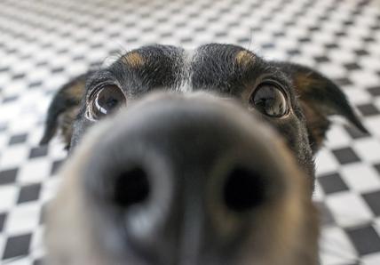 Dog sniffing into the camera with a close up