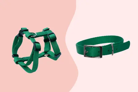 dog collar and dog harness