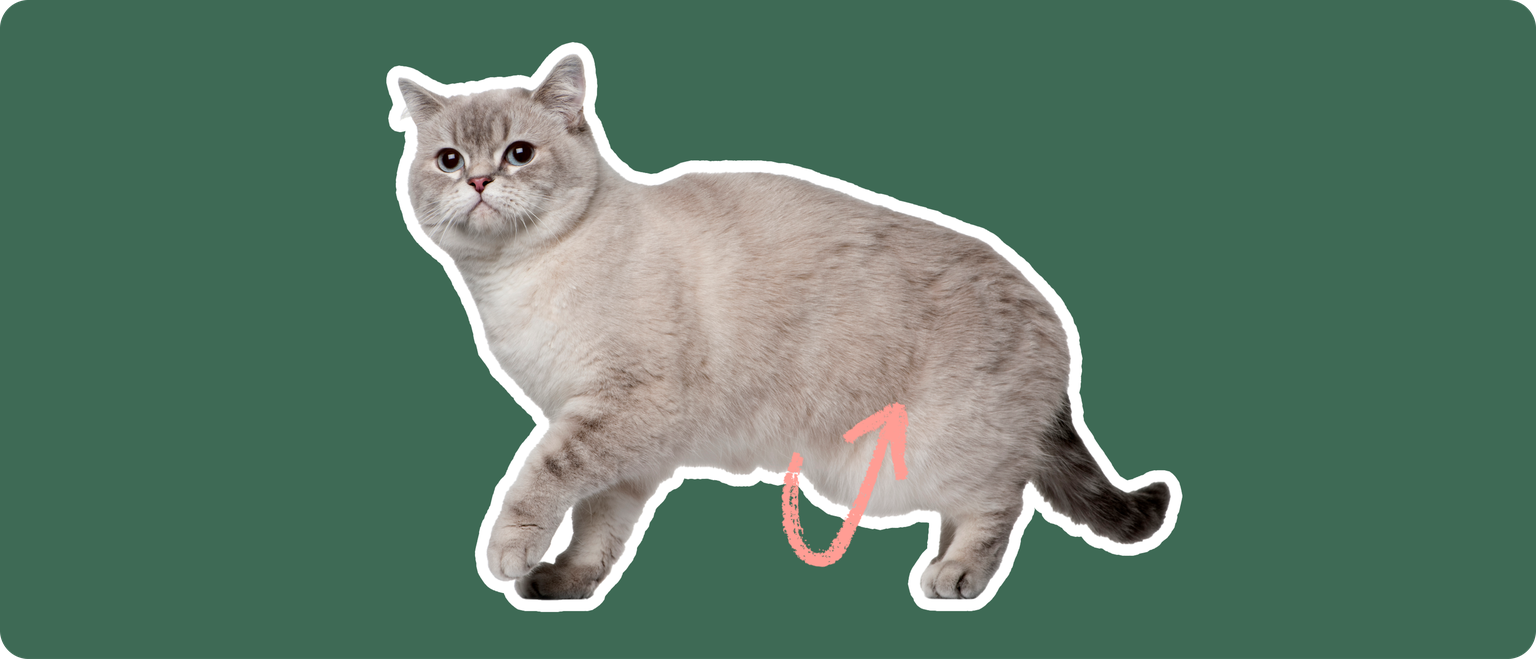 Siberian Cat