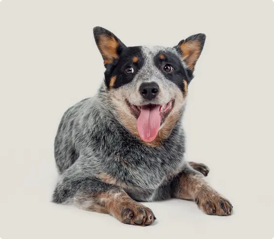 A cheerful Australian Cattle Dog sitting down, looking slightly to the side with a bright, open-mouthed smile and its tongue out. It showcases a mottled coat combining shades of black, grey, and tan, with distinctive facial markings. The background is a clean, light gradient.