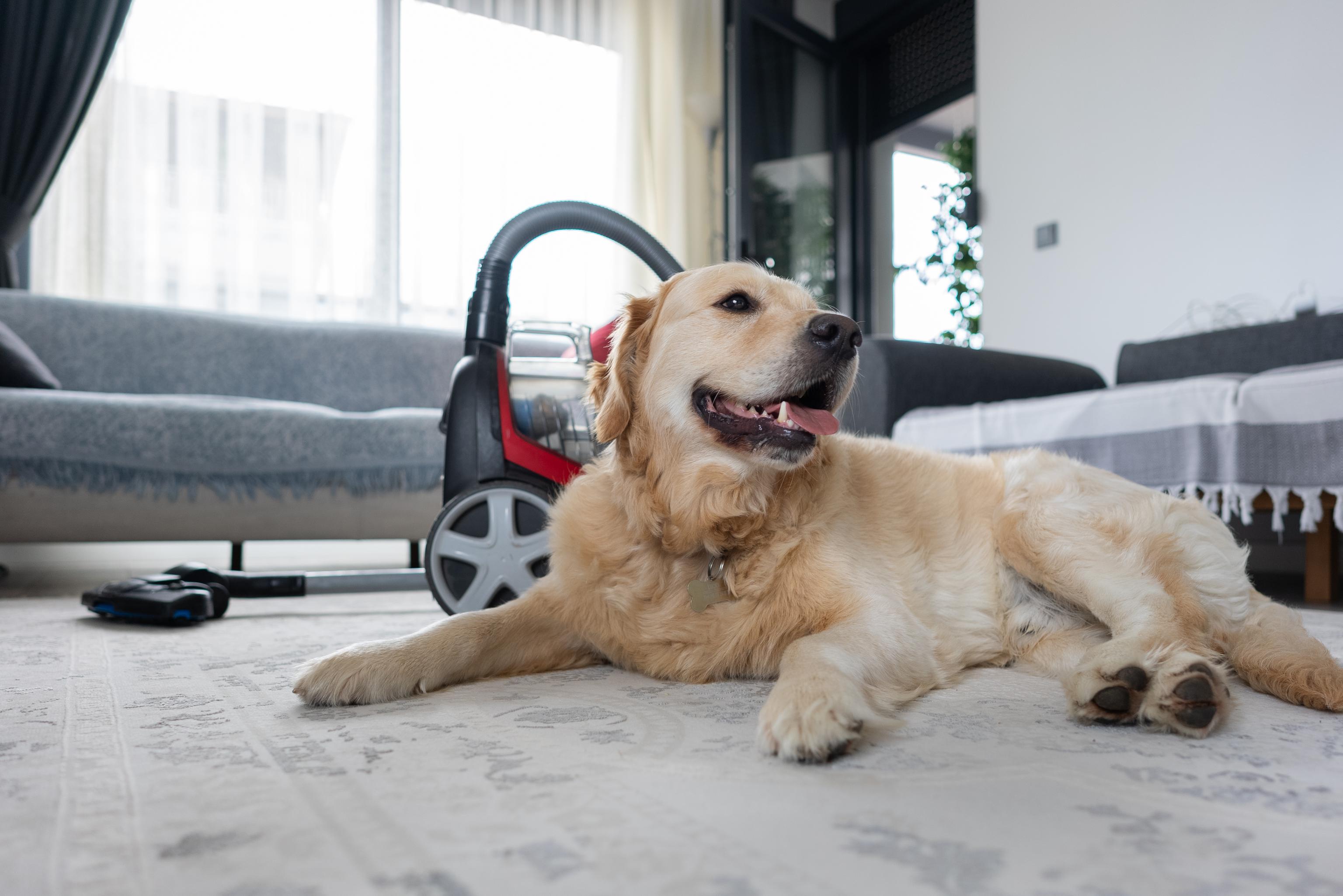 A dog lays down happily next to a switched off vacuum