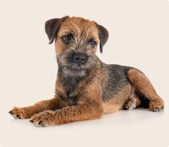 Border Terrier