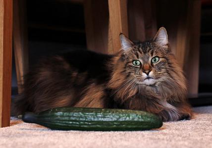 cat with cucumber