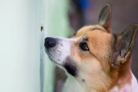 insect bites on dogs Thumb