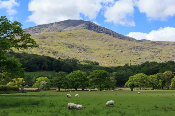 Image of of a field with grazing sheep at the foot of the Beddgelert, Snowdonia
