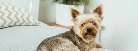 A yorkshire terrier dog laying on a white bed