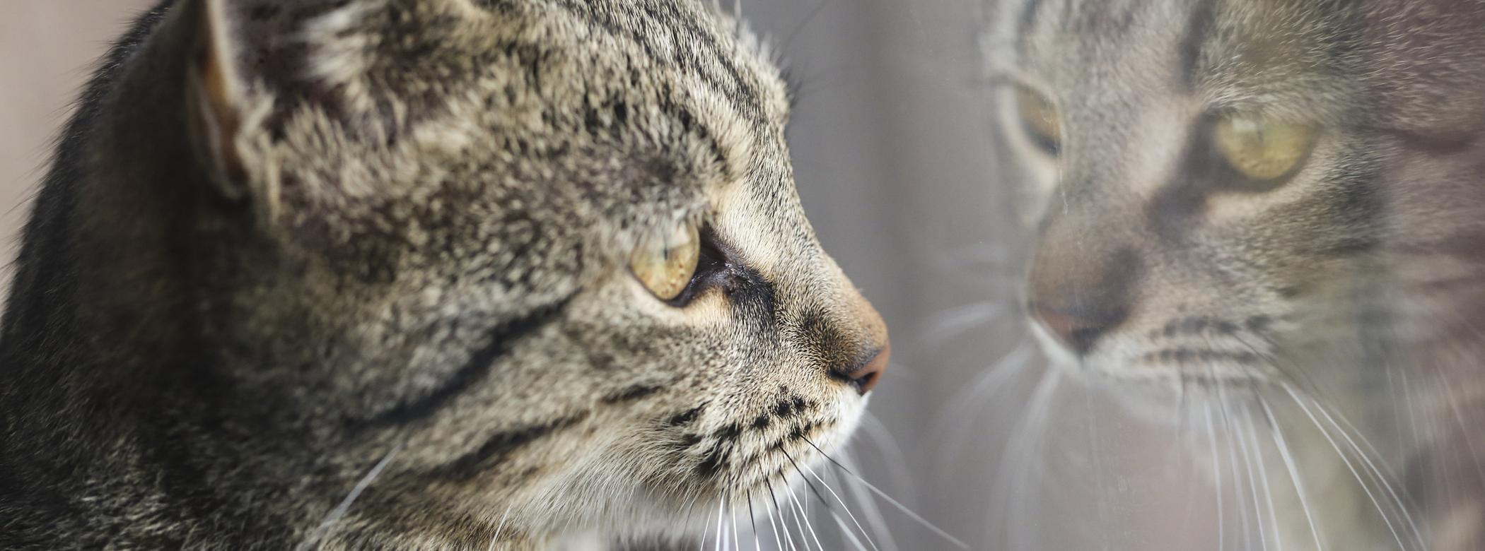 A cat staring out of the window, their reflection can be seen in the glass