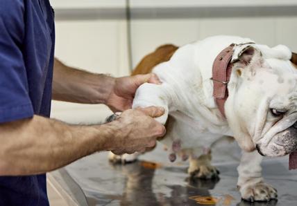 Side view of doctor in scrubs and protective face mask checking leg mobility of dog standing on examination table in animal hospital.