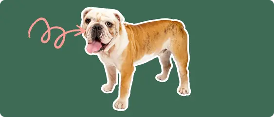 Old English Bulldoge