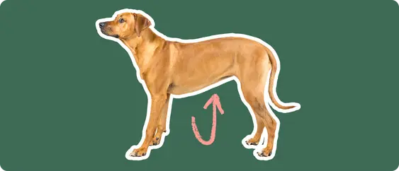 Image of a brown Rhodesian Ridgeback with a pink arrow drawn to its stomach