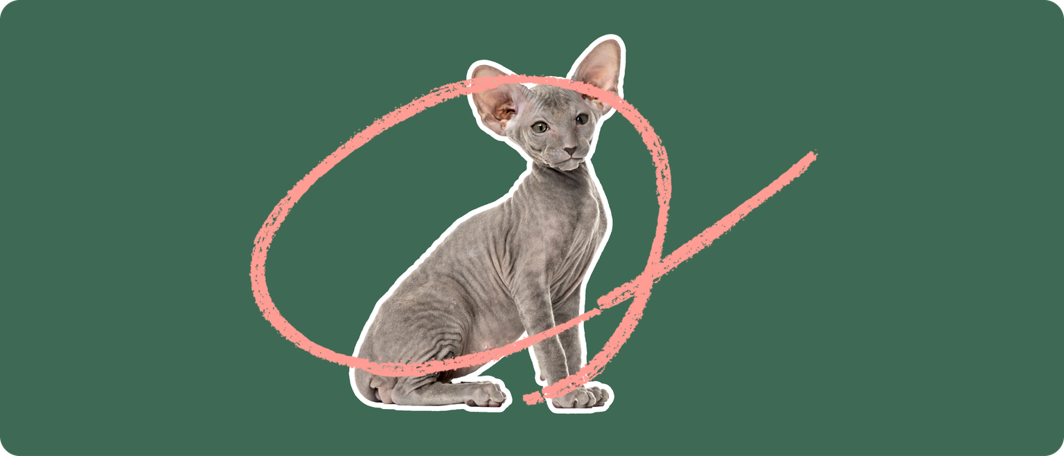 A grey peterbald cat cut out with a white outline, with a pink circle around it's body, on a solid cut background