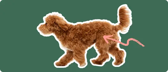 Maltipoo