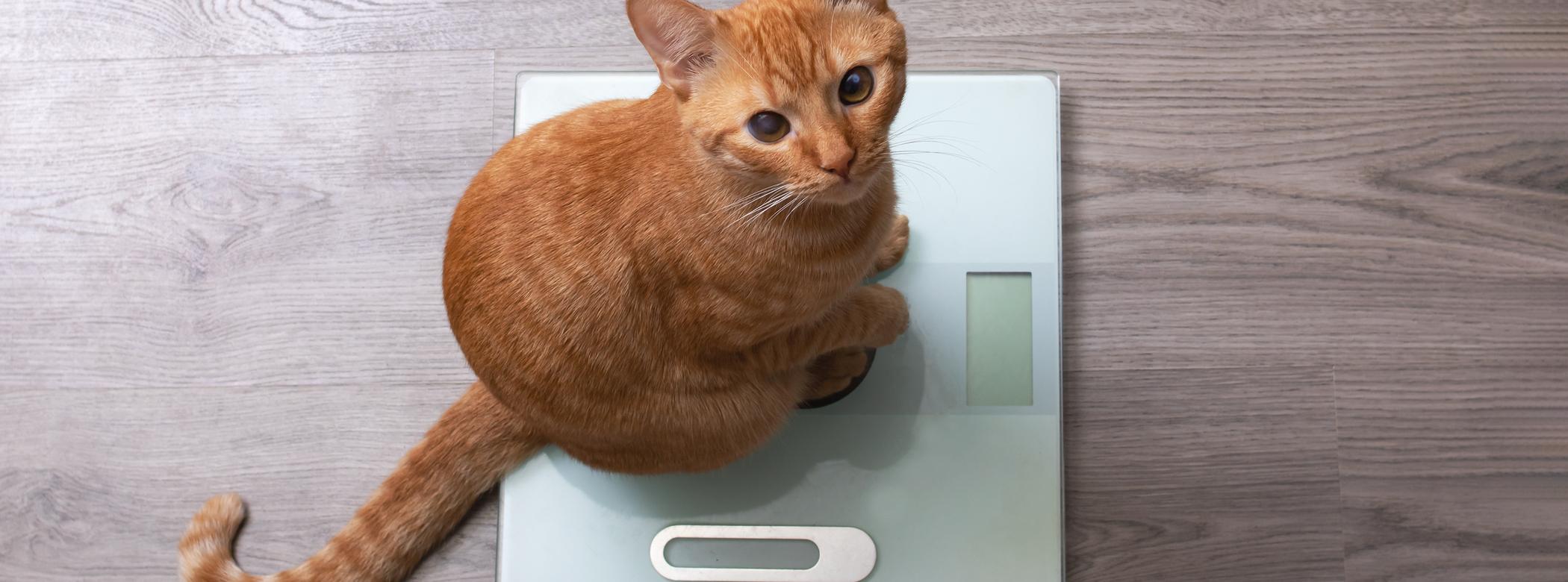 A ginger cat sits on a set of weighing scales, looking up at the camera.