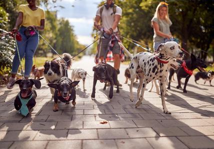 People walking dogs