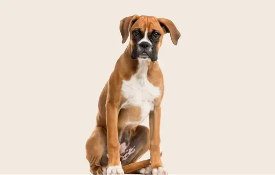 Image of a brown Boxer sat down and looking into the camera