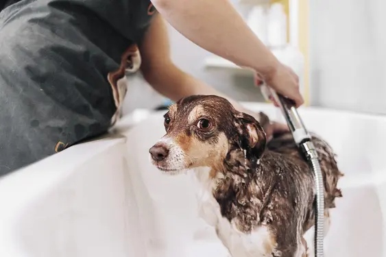 Dog taking a bubble bath in grooming salon