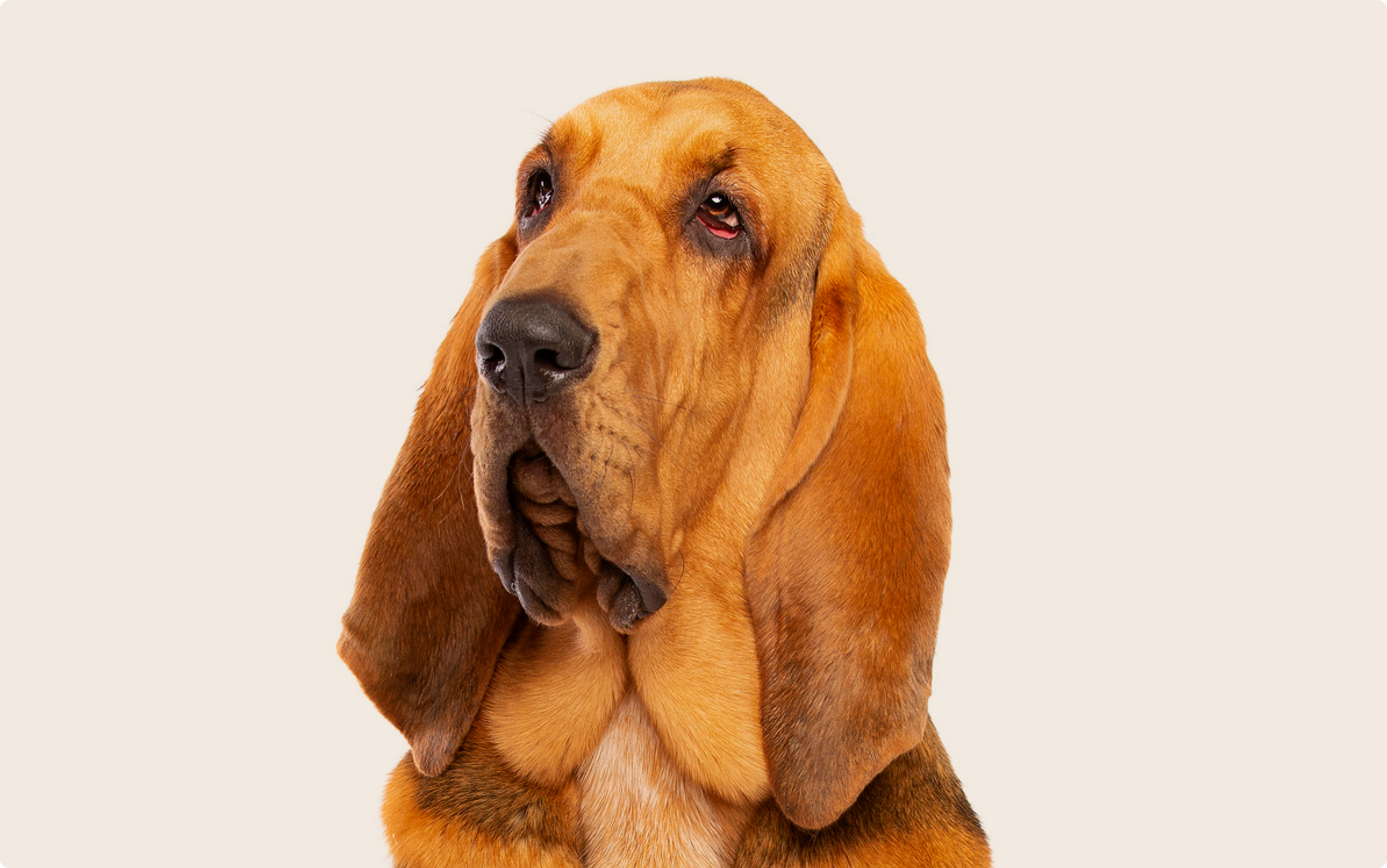 A close up photo of a bloodhound dog on a beige background