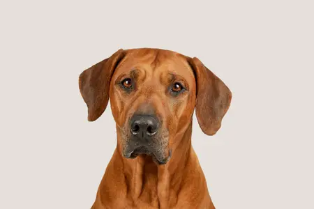 Rhodesian Ridgeback with a glossy chestnut coat looking forward with a soft, attentive gaze, set against a neutral background.