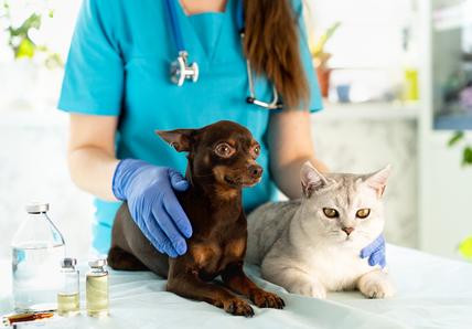 Cat and dog with vet