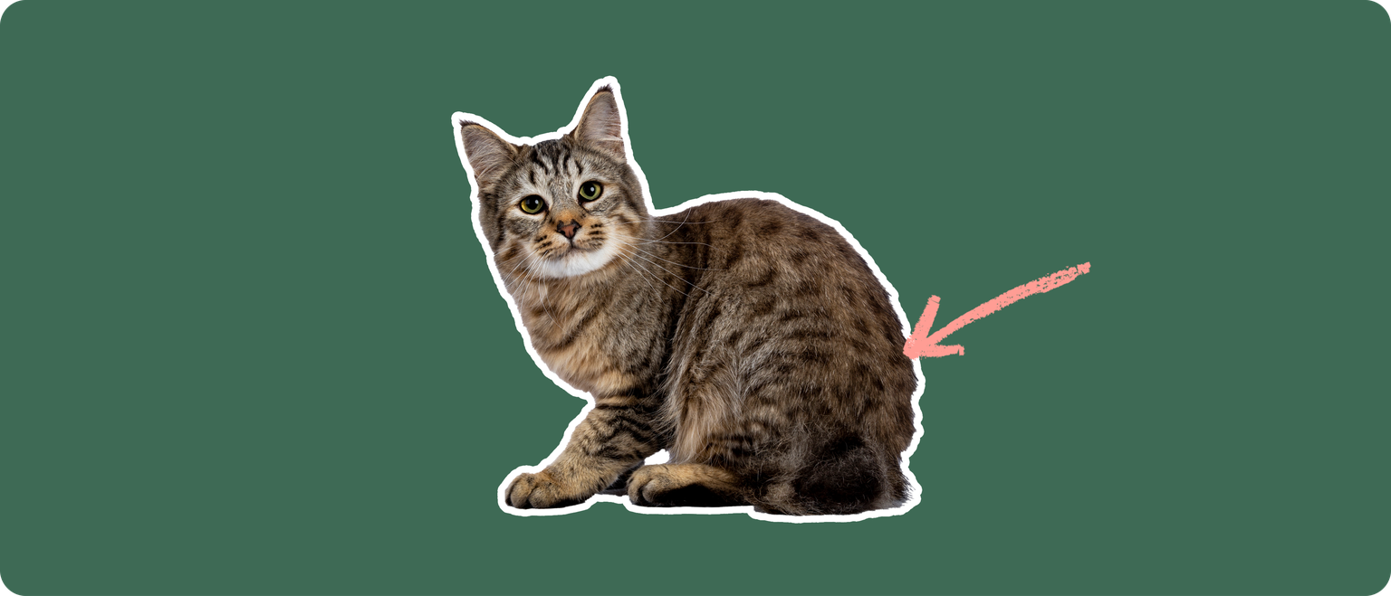A pixie-bob cat cut out with a white outline, with a pink arrow pointing to it's back, on a solid green background