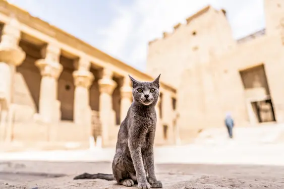 A grey cat sat outside an Ancient Egyptian building