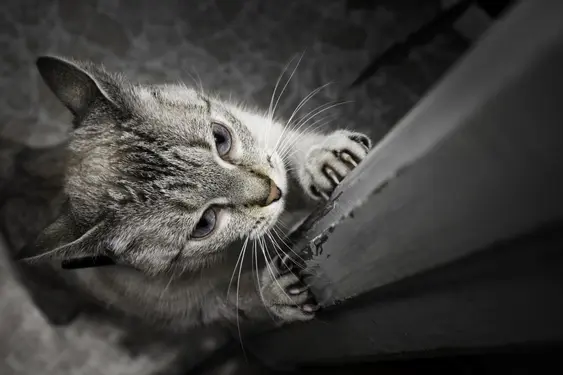 Image of a grey cat scratching a door frame