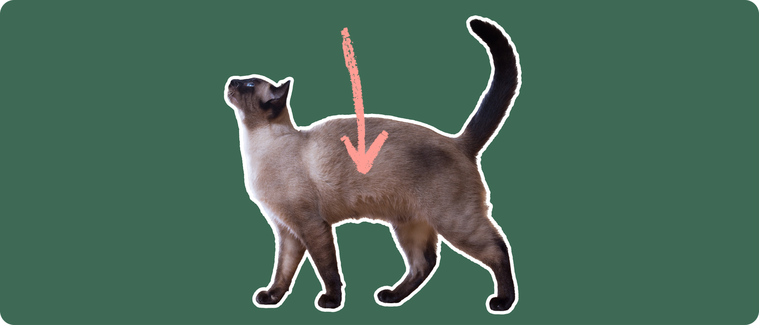 Siamese